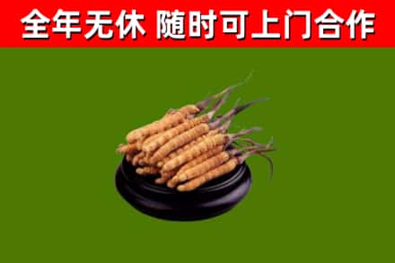 阜沙镇回收冬虫夏草