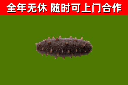阜沙镇回收海参干